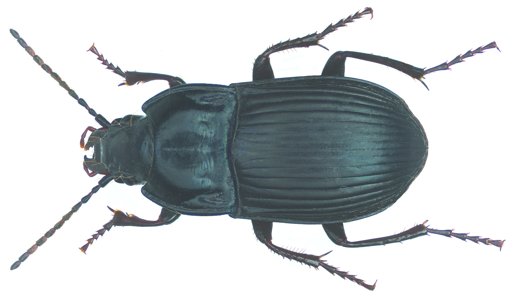 Abax ovale