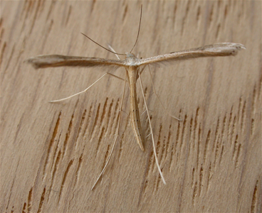 Stenoptilia zophodactyla