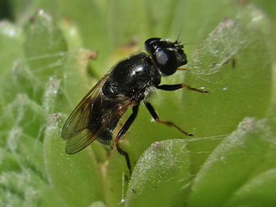 Cheilosia caerulescens
