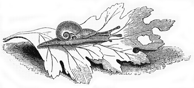 Semilimace commune