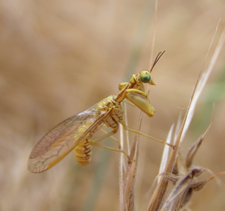 Mantispa aphavexelte