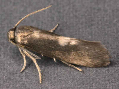 Heliozela sericiella