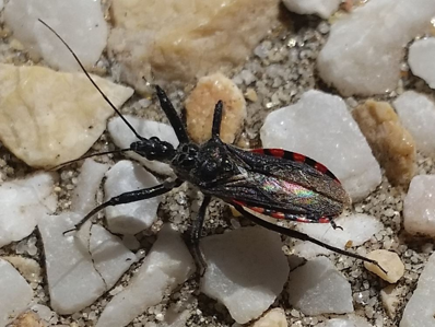 Sphedanolestes sanguineus