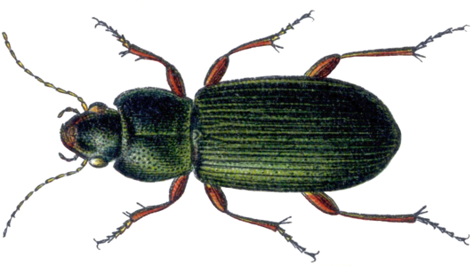 Ophonus stictus
