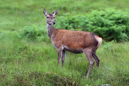Cerf élaphe