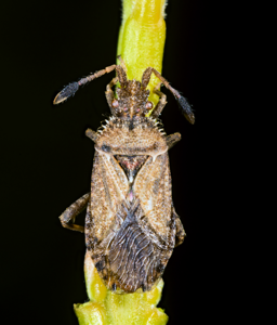 Strobilotoma typhaecornis