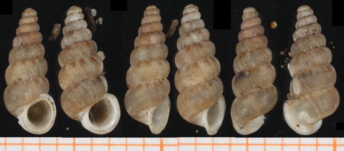 Cochlostome subalpin