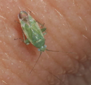 Tuponia brevirostris