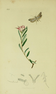Anarsia spartiella