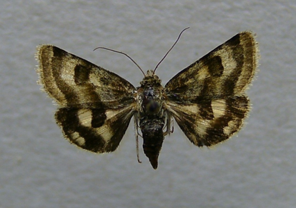 Noctuelle de l'Arrête-boeuf (La)
