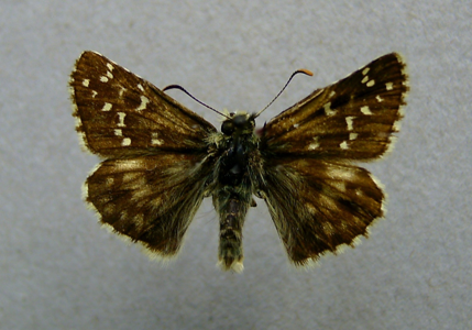 Hespérie du Faux-Buis