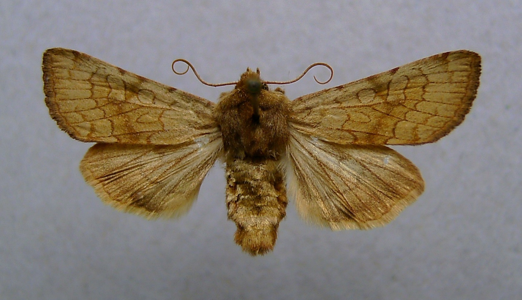 Noctuelle du Séséli (La)