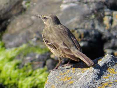Pipit maritime