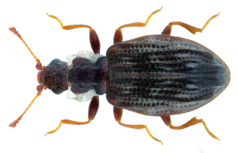 Cartodere nodifer