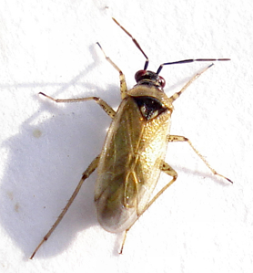 Dicyphus globulifer