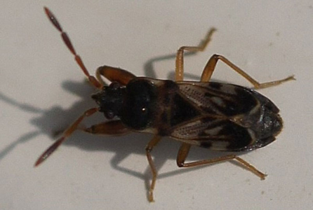 Scolopostethus affinis