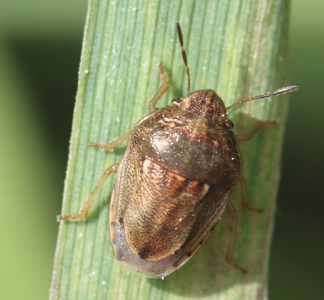 Neottiglossa leporina