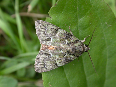Noctuelle du Camérisier (La)