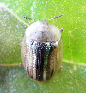 Casside à bandes d'or
