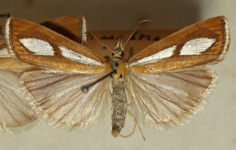 Crambus coquille