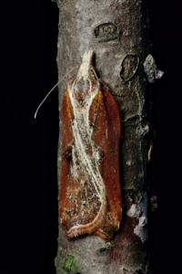 Acleris cristana