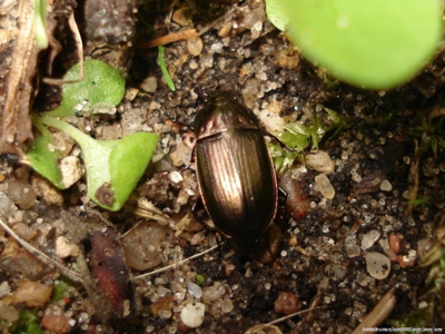 Amare bronzée