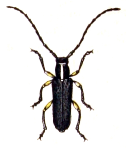 Aiguille charcutière