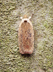 Agonopterix scopariella