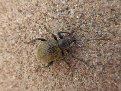 Otiorhynchus pseudonothus