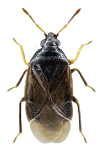 Orius niger