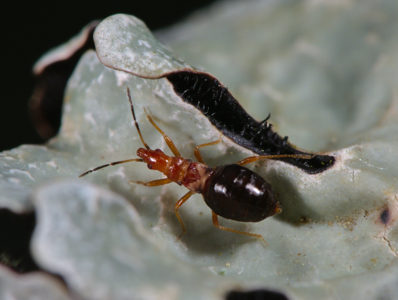 Loricula elegantula