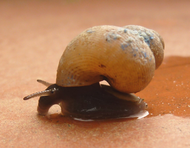 Élégante striée