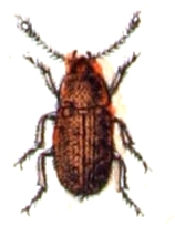 Mycétophage des céréales (le)