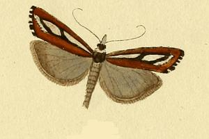Crambus savoyard