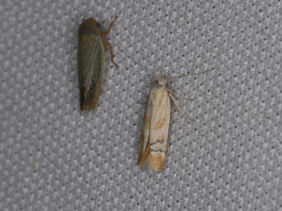 Mirificarma eburnella