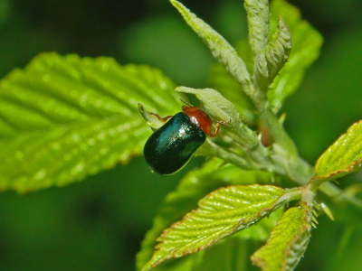 Smaragdina salicina