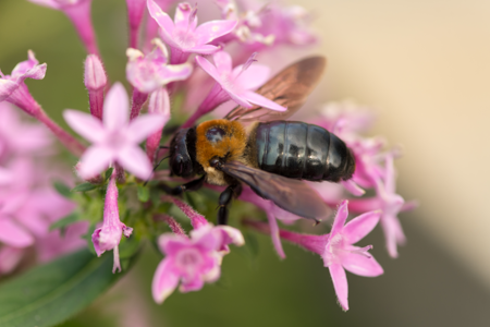Megachile sculpturalis
