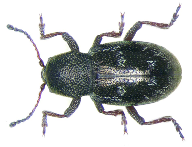 Pachnephorus villosus