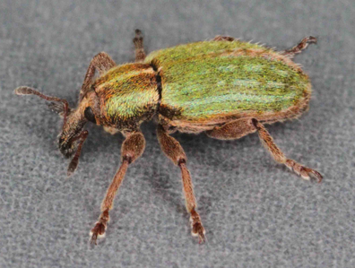 Hypera nigrirostris