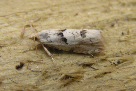 Epinotia bilunana