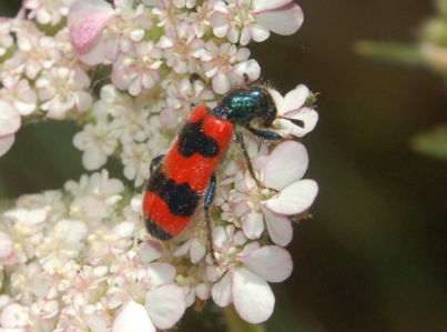 Clairon des abeilles solitaires