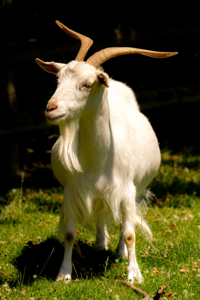 Chèvre domestique