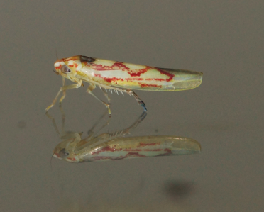 Zygina flammigera