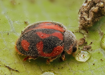 Novius cardinalis