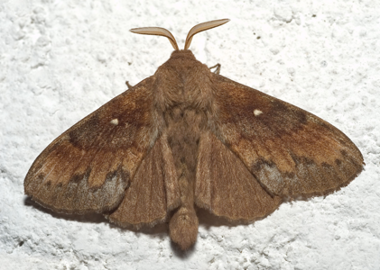 Bombyx du Pin (Le)
