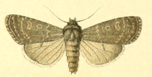 Agrotide glauque (La)