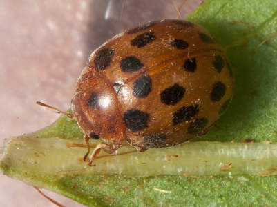 Coccinelle à 24 points