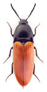 Ampedus rufipennis