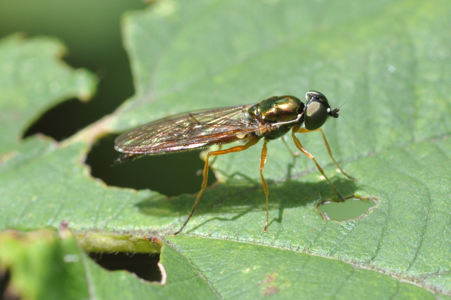 Sargus bipunctatus