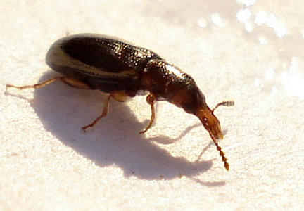Salpingus planirostris